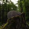 Casquette Baker Boy Harris Tweed® marron à carreaux posée sur une souche d'arbre dans un sous-bois.